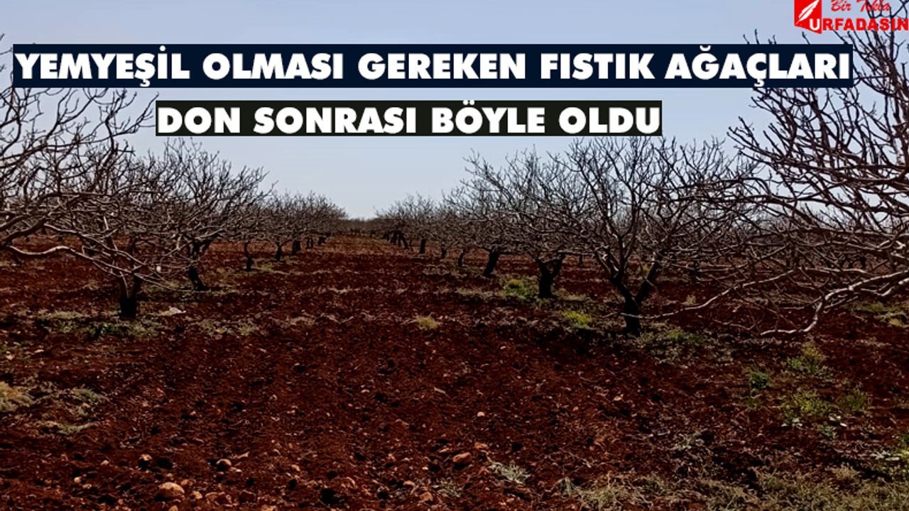Zirai Don Heyeti Ankara’dan Urfa’ya Ne Zaman Gelecek?
