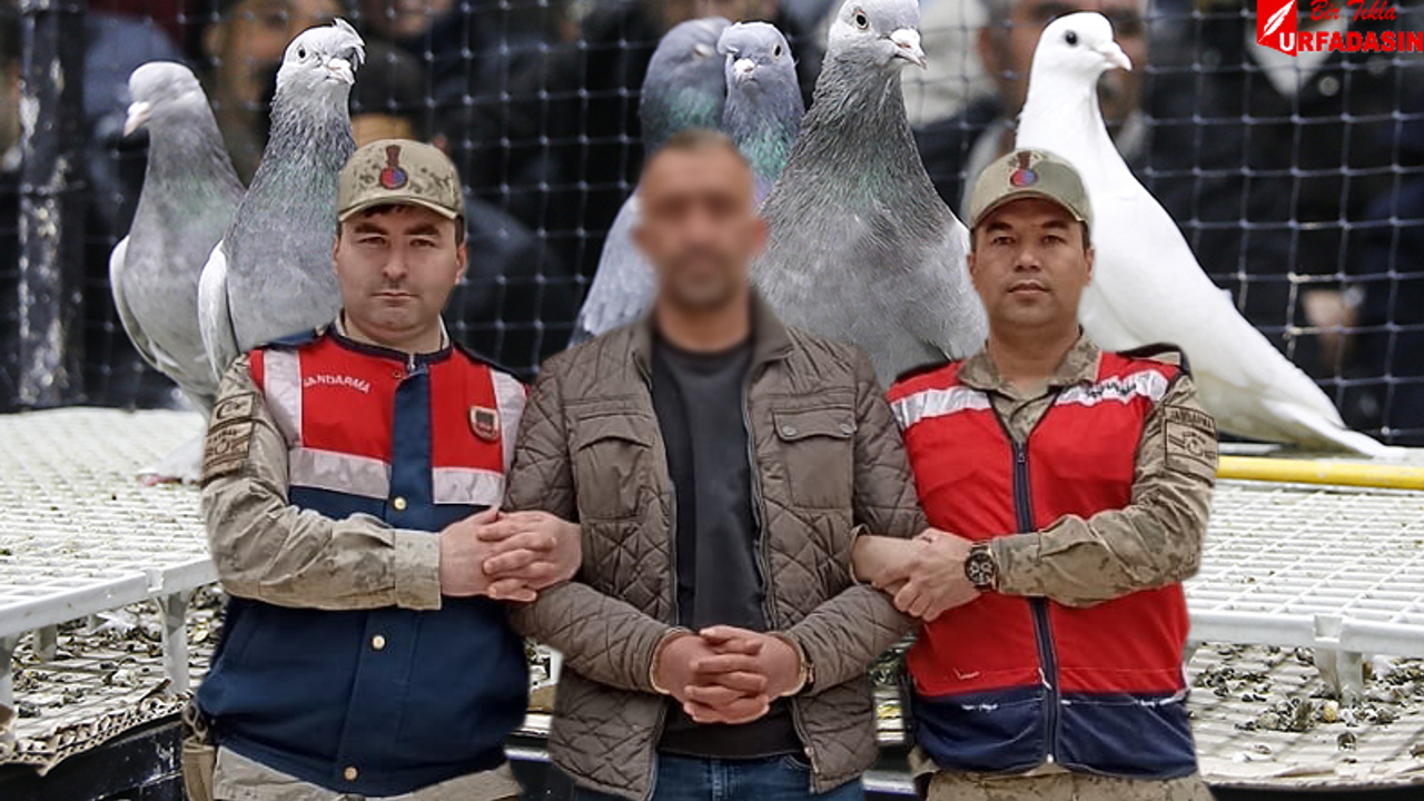 JASAT Aranan Şahsı Güvercin İhalesinde Yakaladı