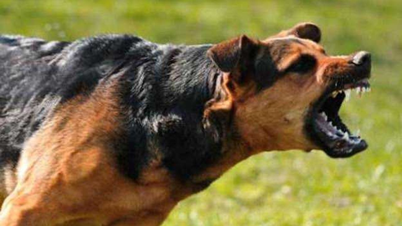 Şanlıurfa'da Köpek Saldırısı Arttı 2 Yaralı
