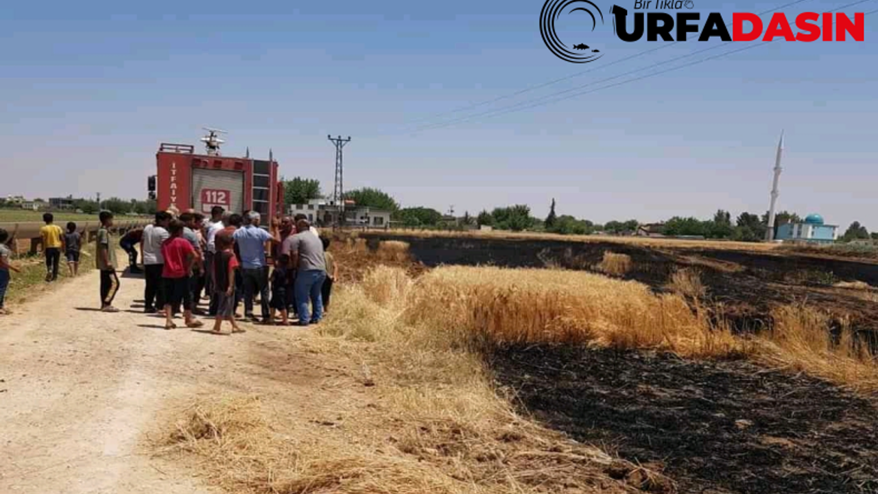 Harran'da Buğday Ekili Tarla Küle Döndü