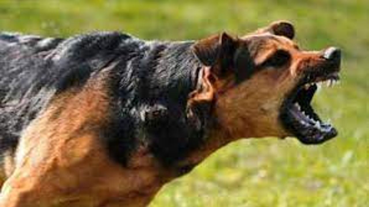 Şanlıurfa'da Sokak Köpekleri Dehşet Saçtı 2 Yaralı