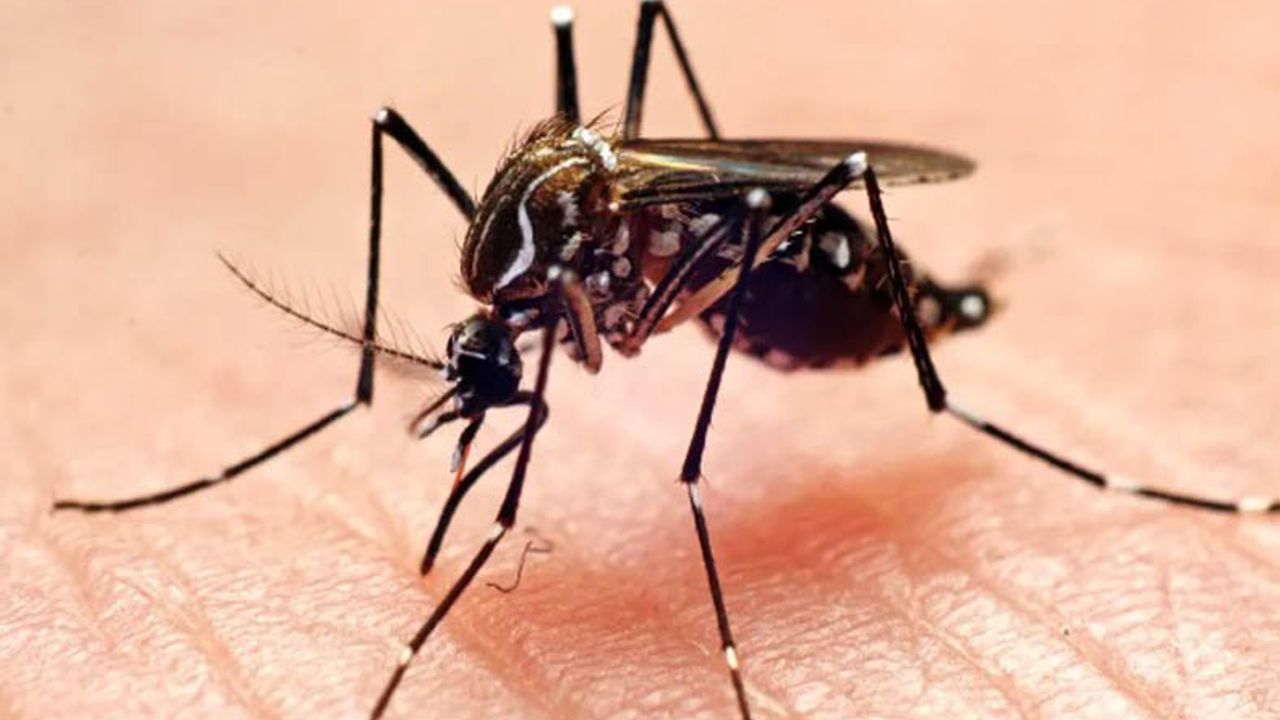 Sivrisinekler, Hangi İnsanları Daha Çok Isırıyor?