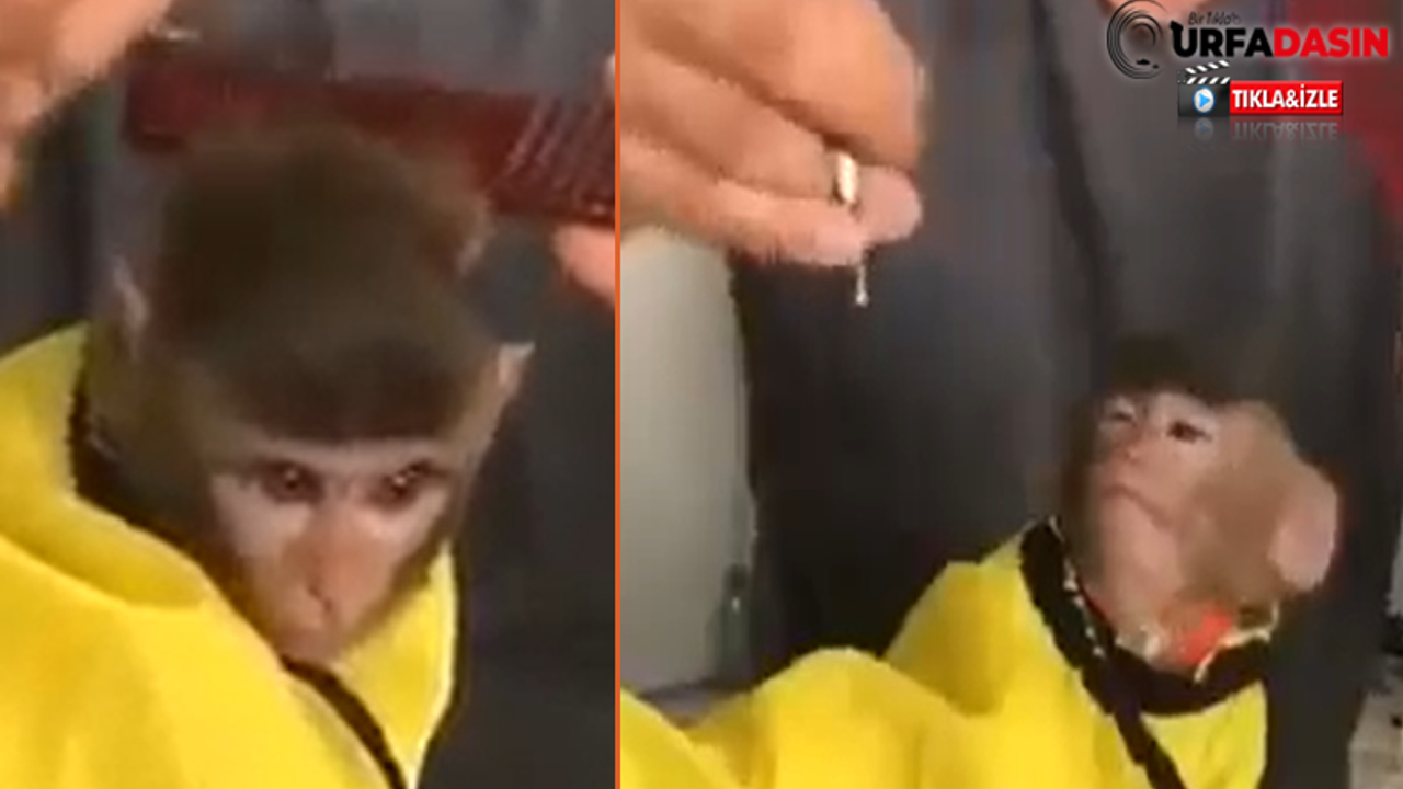 Şanlıurfa'da Maymuna Bayram Tıraşı
