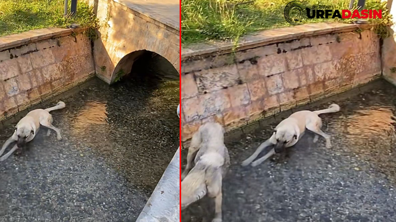Başıboş Sokak Köpekleri, Balıklıgöl’de Serinliyor