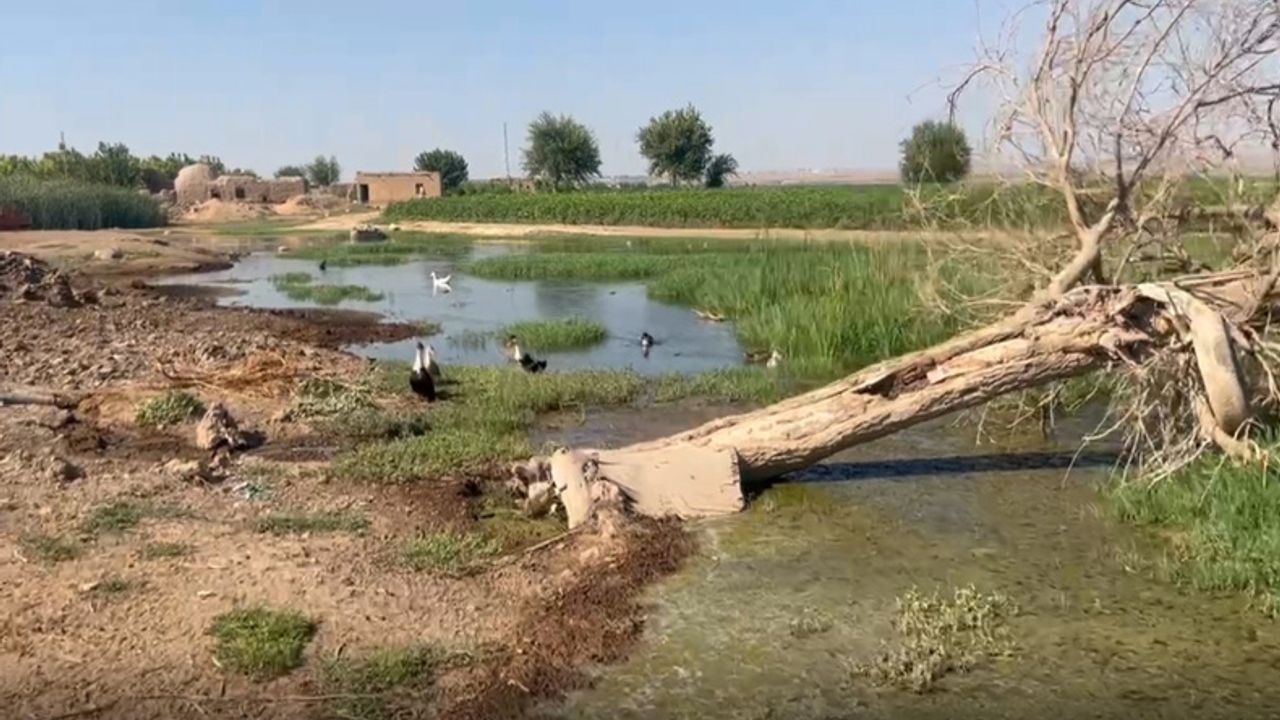 Suruç'ta Yükselen Taban Suyu Mahalleyi Bataklığa Çevirdi