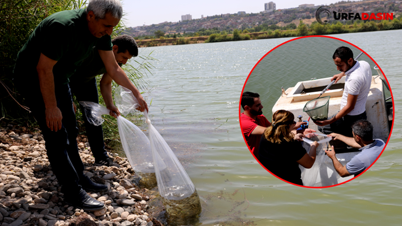 Urfa’dan Diyarbakır Su Kaynaklarına 2 milyon Balık Bırakıldı