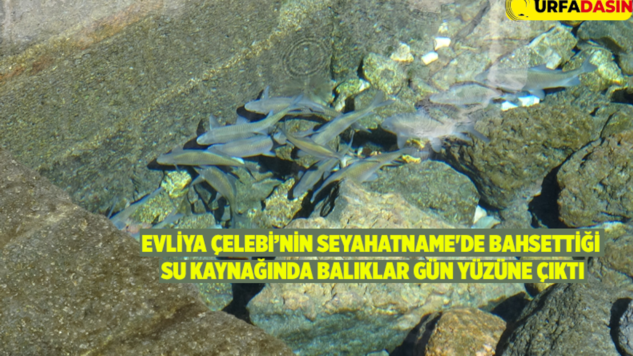 Şanlıurfa'da Bulunan Balıklıgöl'deki Gibi Balıklar Ortaya Çıktı
