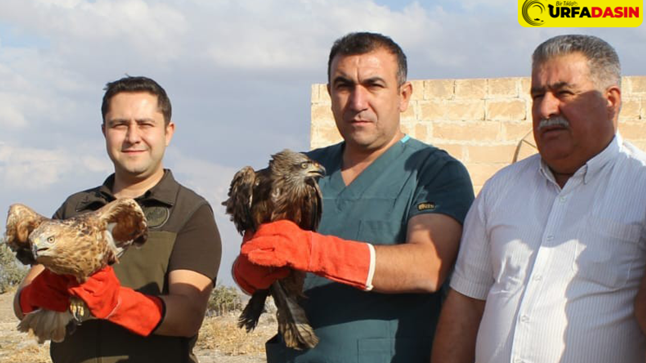 Urfa'da Yaralı Kuşlar Tedavi Sonrası Doğaya Salındı