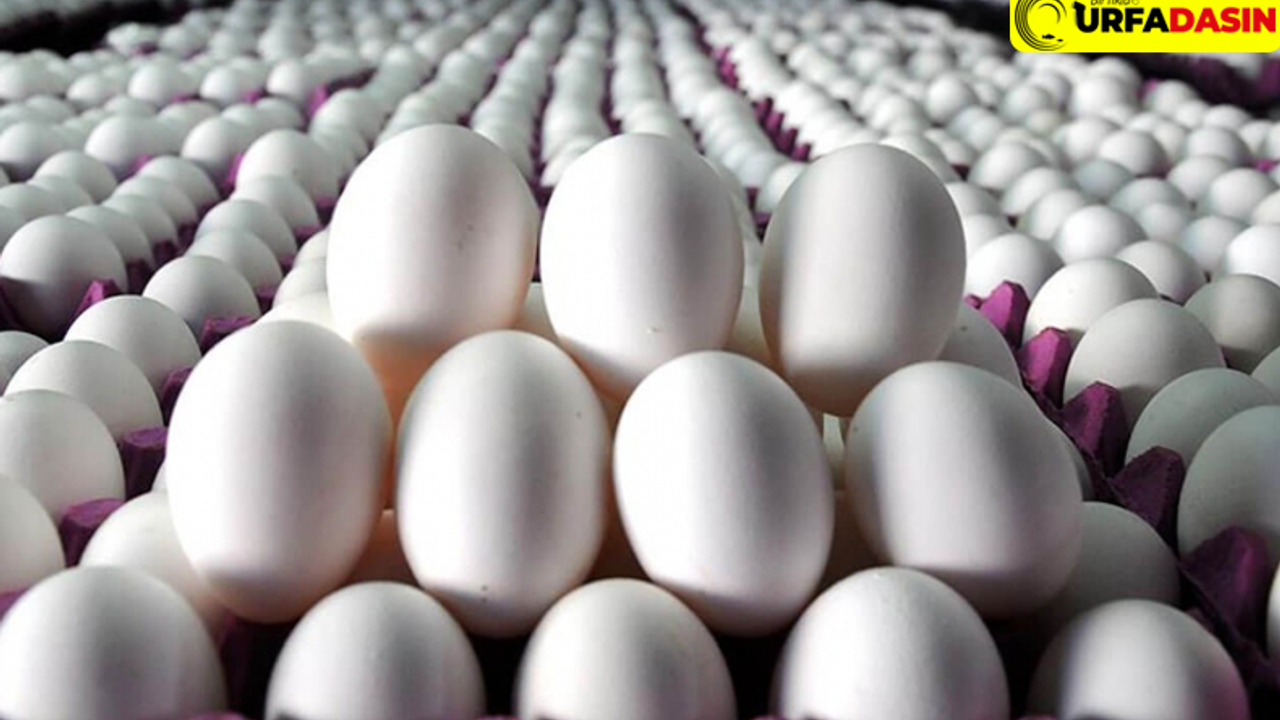 30'lu Koli Yumurta'nın Fiyatını Görünce Çıldıracaksınız