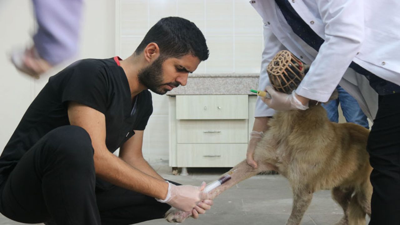 Yaralı Hayvanlar Şanlıurfa'dan Diyarbakır'a Gidiyor