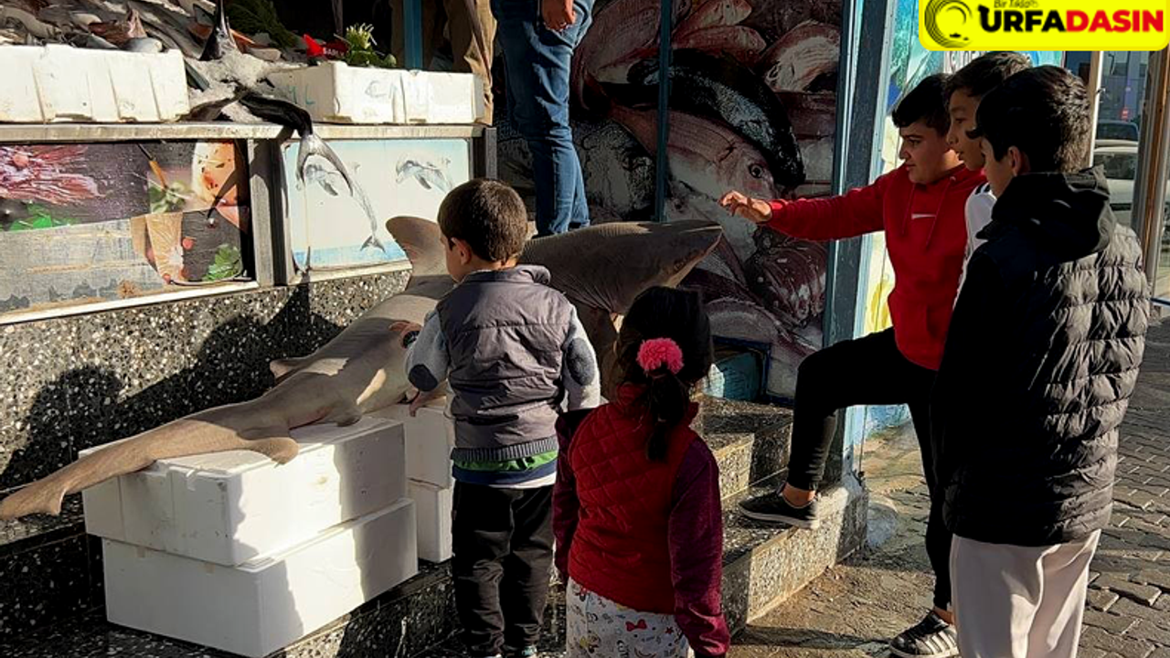 Şanlıurfa'da Çocukların Köpek Balığı Şaşkınlığı !