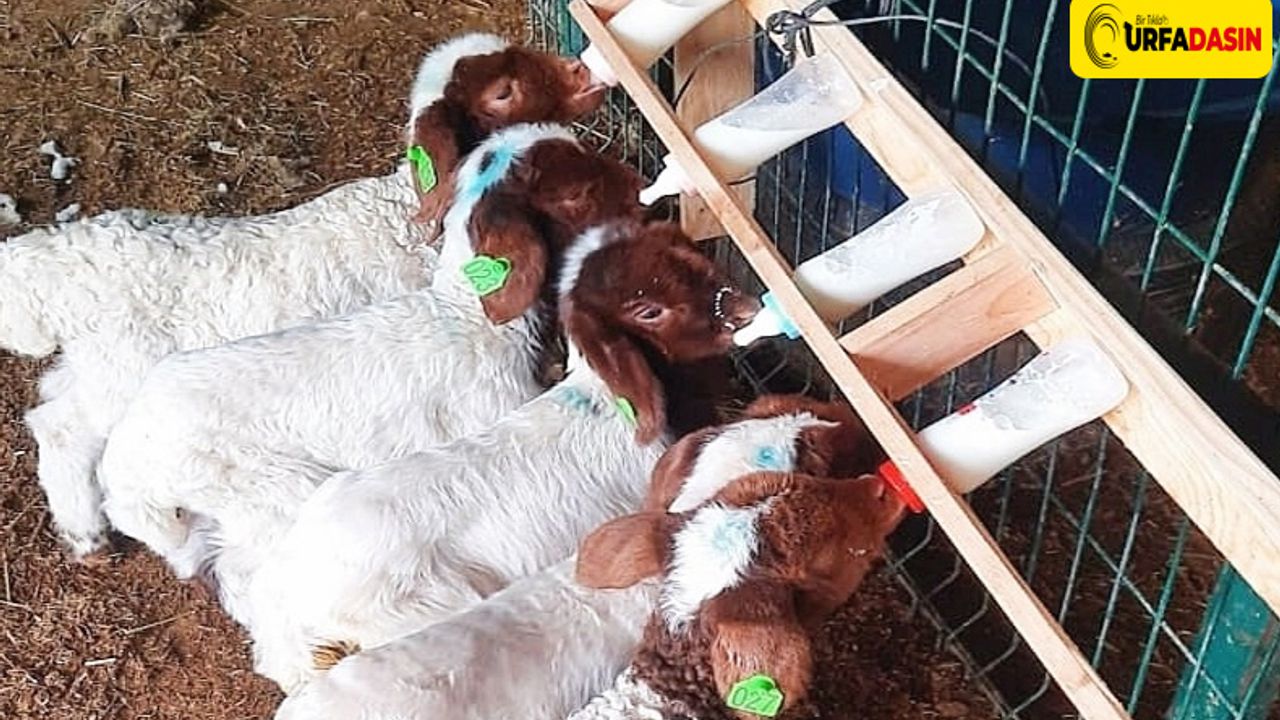 Urfa’da Bölge Şartlarına Uyumlu Koyun Geliştiriliyor