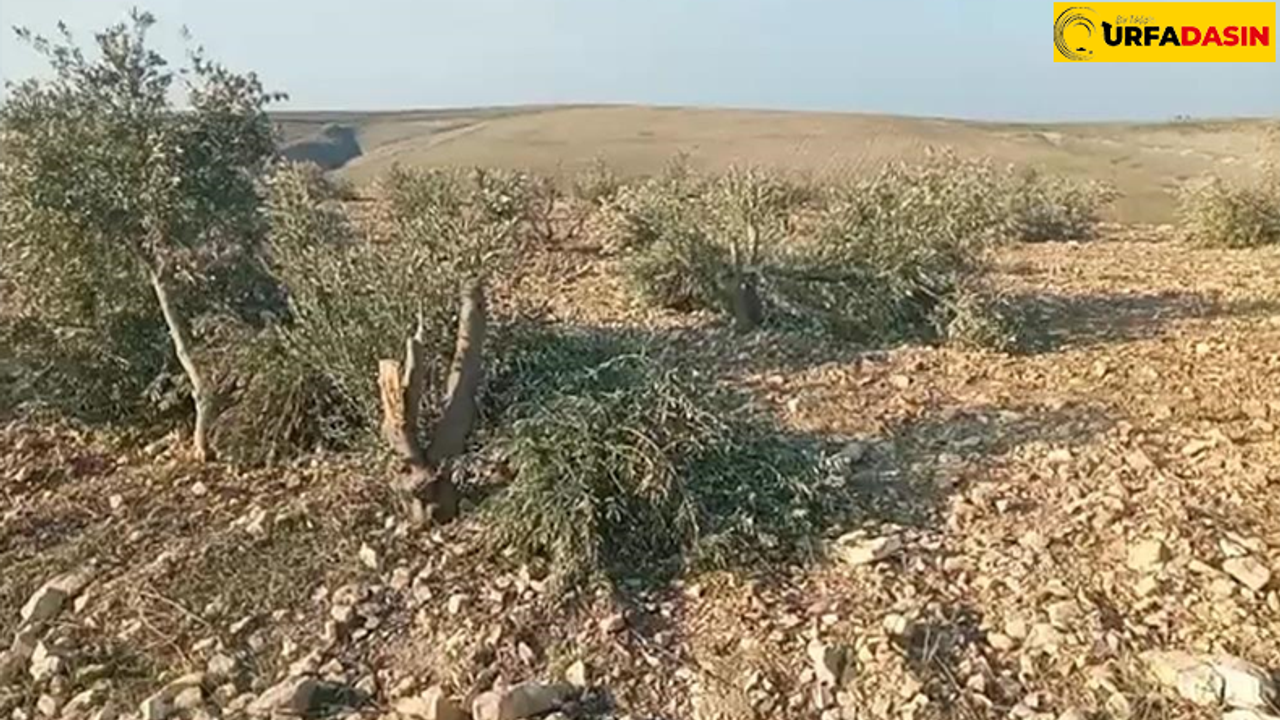 Şanlıurfa'da Yüzlerce Zeytin Ağacı Kimliği Belirsiz Kişilerce Kesildi