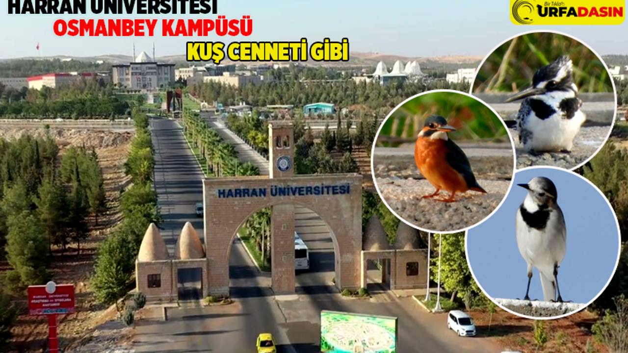 Harran Üniversitesi Kampüsünde 27 Ayrı Kuş Türü Tespit Edildi