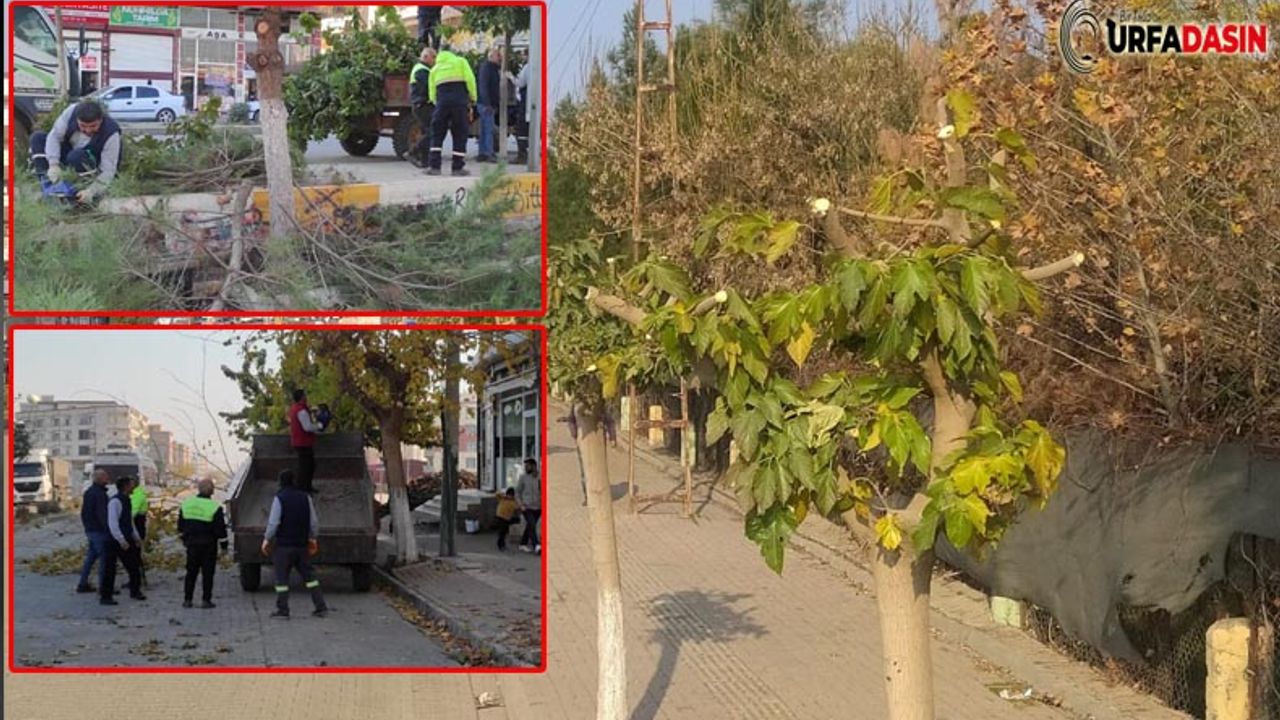 Viranşehir'de Ağaçlar Kış İçin Budandı
