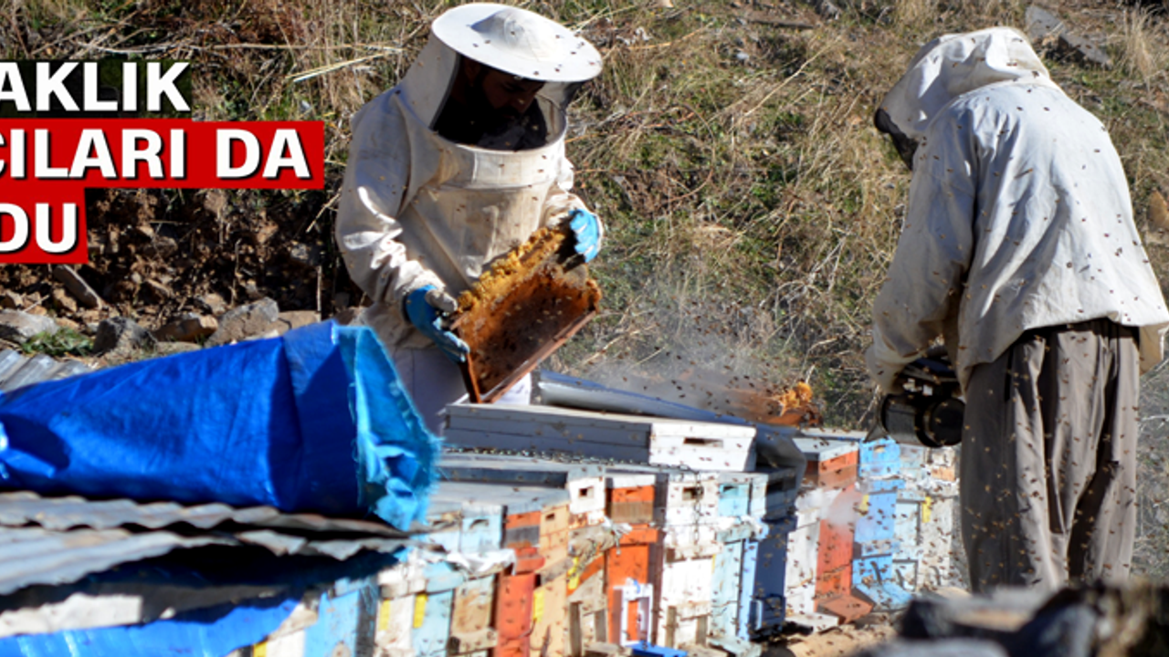 Kuraklık Yüzünden  Bal Arıları Kış Uykusuna Yatamadı