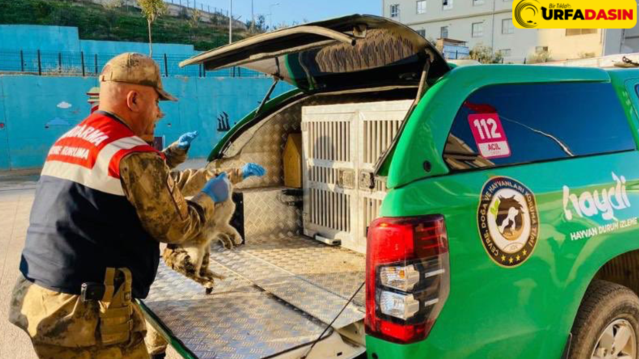 Şanlıurfa’da Yaralı 3 Kedinin İmdadına Jandarma Ulaştı