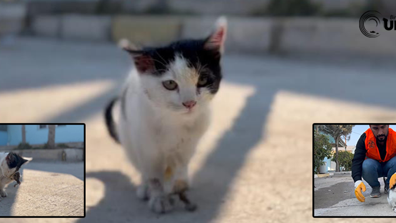 Şanlıurfa’da Yaralı Kedi Topallayarak Hastane Aciline Gitti