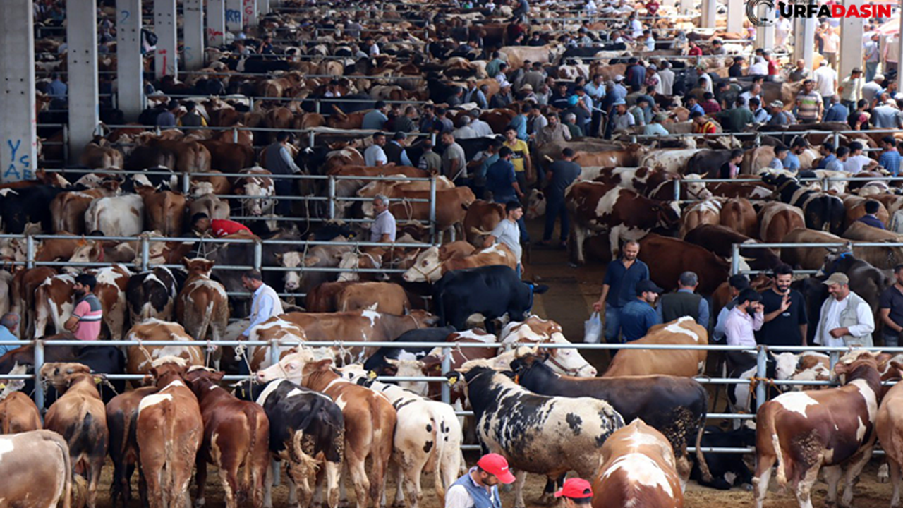 Şanlıurfa’daki Hayvan Pazarları Şap Hastalığı Nedeniyle Kapatıldı