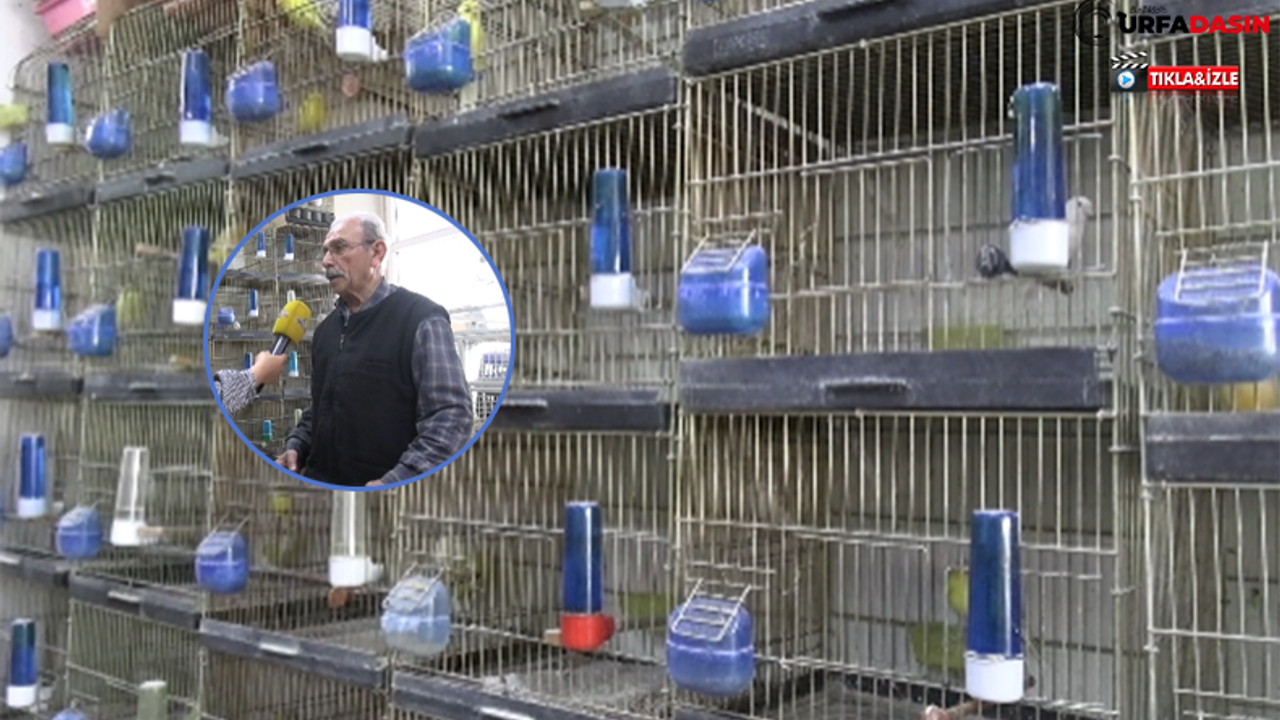 Depremden Sonra Şanlıurfa'da Kuş Satışları Arttı