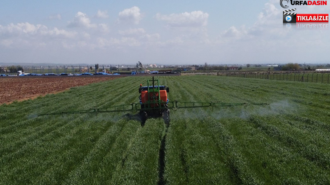 Büyükşehir'in Yemyeşil Buğday Tarlası İlaçlanıyor