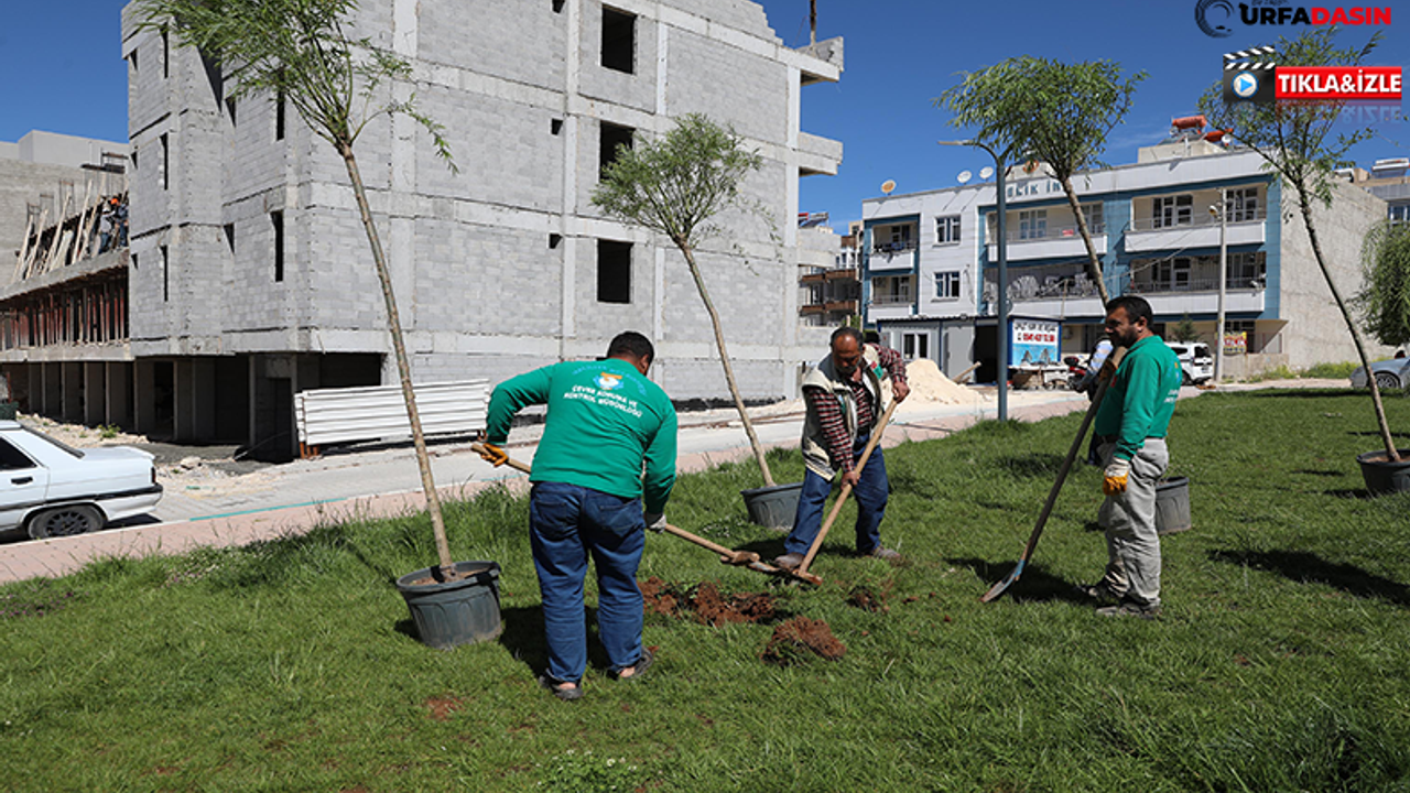 Haliliye Belediyesinden Ağaçlandırma Çalışması