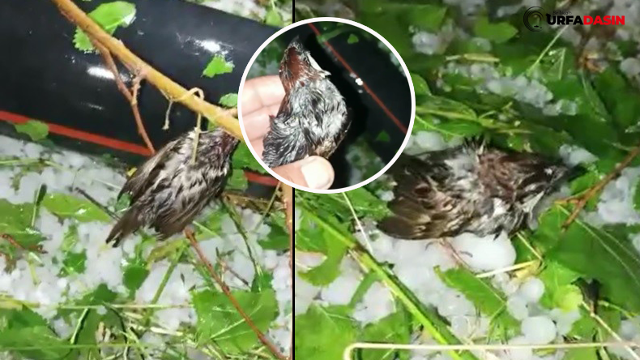 Ceylanpınar'da Dolu Yağışı Doğadaki Kuşları Vurdu
