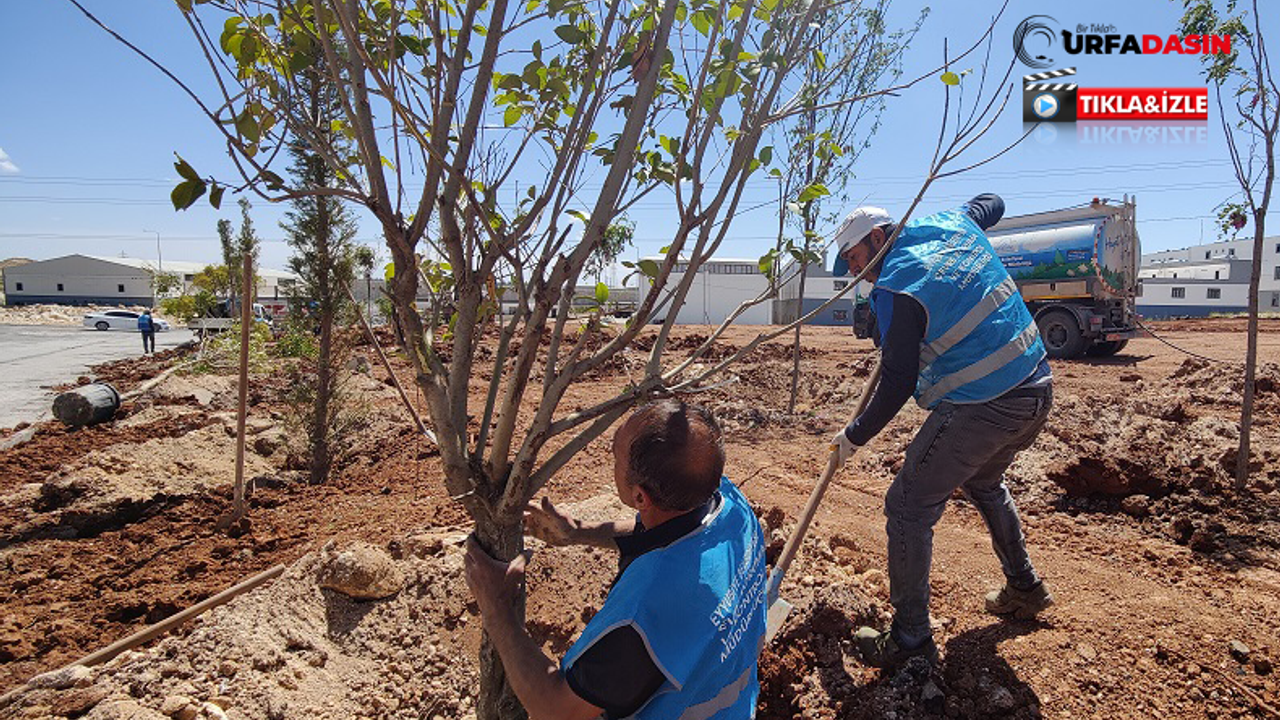 Eyyübiye Belediyesi'nden Sanayi Bölgesinde Yeşil Alan Çalışması