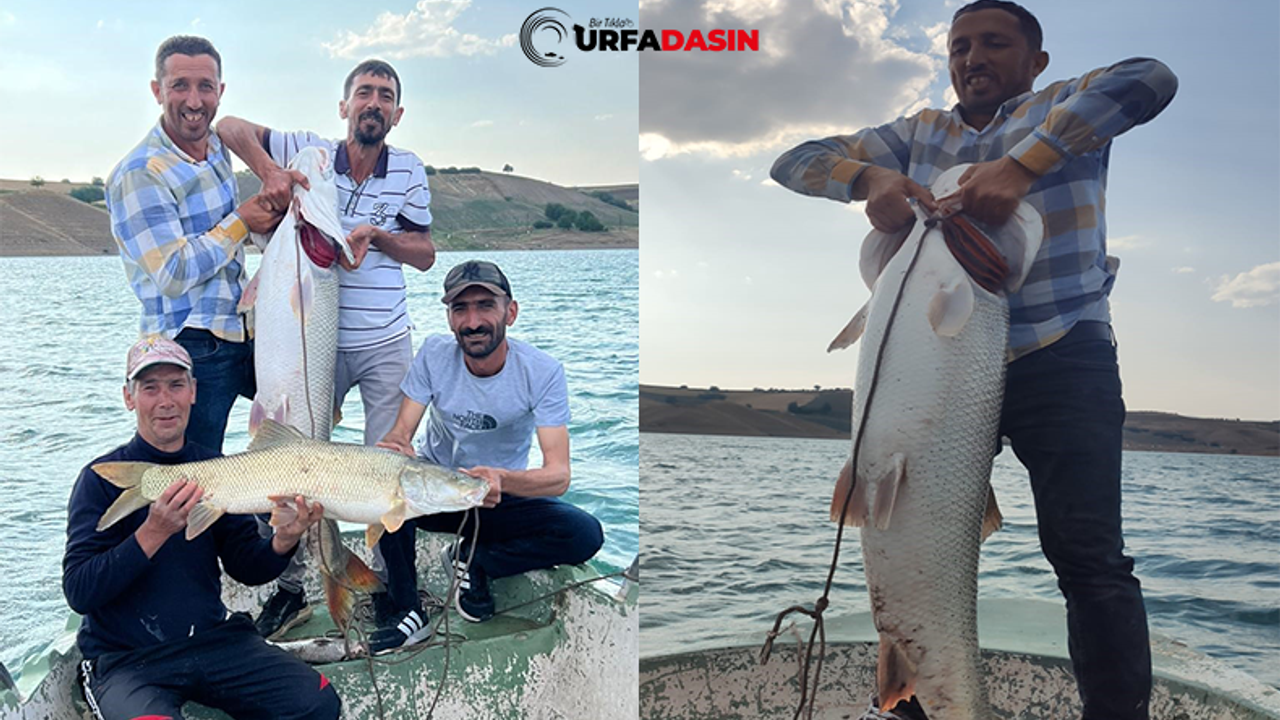 Fırat Nehri'nde 30 kiloluk turna balığı oltaya takıldı