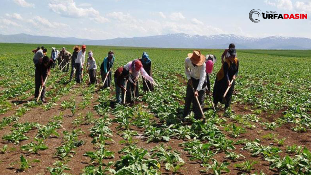 İşçi Ölümlerinin Yüzde 12’si Mevsimlik Tarım İşçilerinde Yaşanıyor