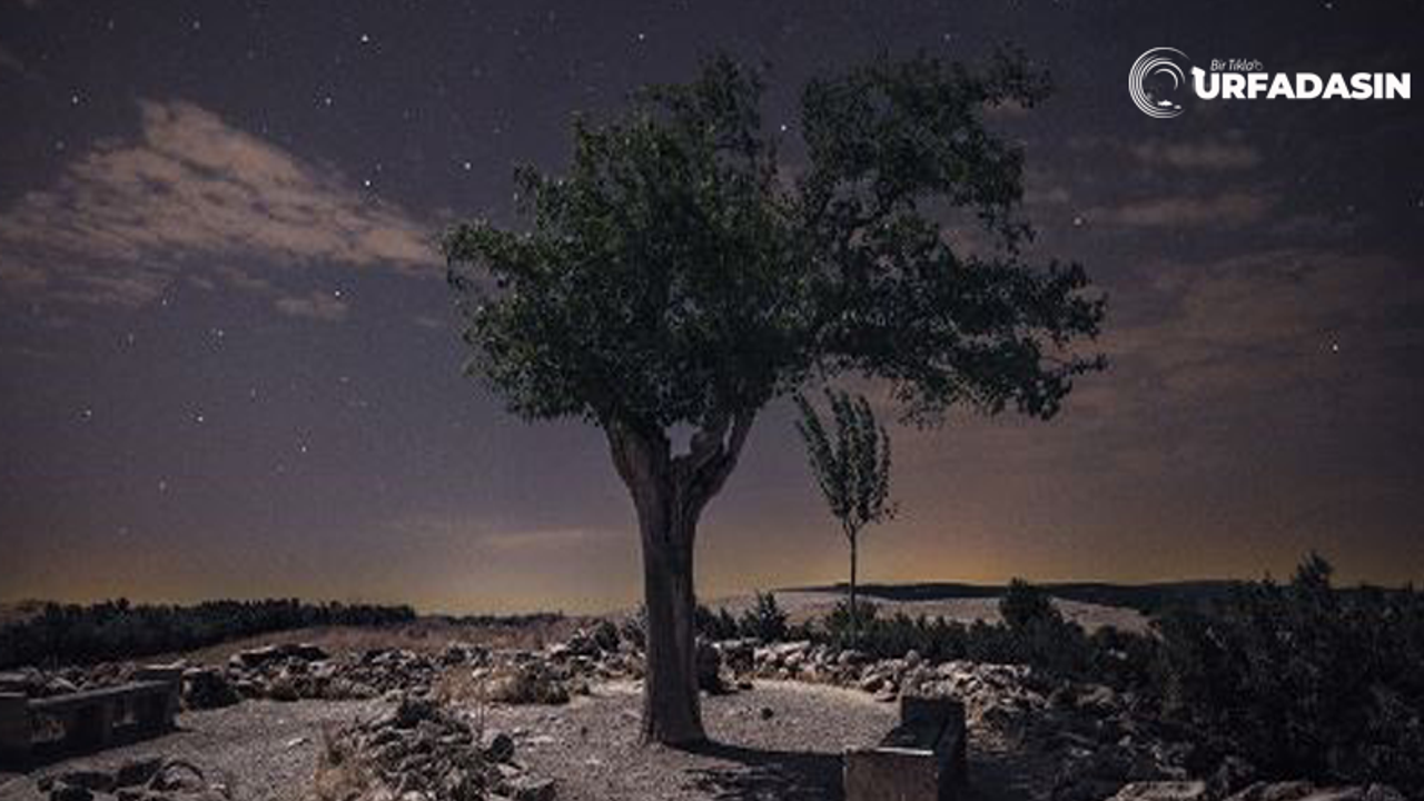 Göbeklitepe'deki Dilek Ağacı Fotoğraf Sergisine Taşındı