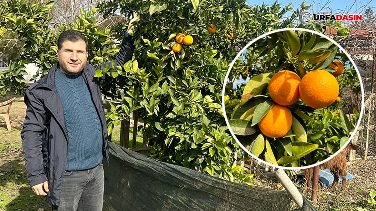 Bu Güzel Portakallar Antalya'da Değil Ceylanpınar’da Yetiştiriliyor