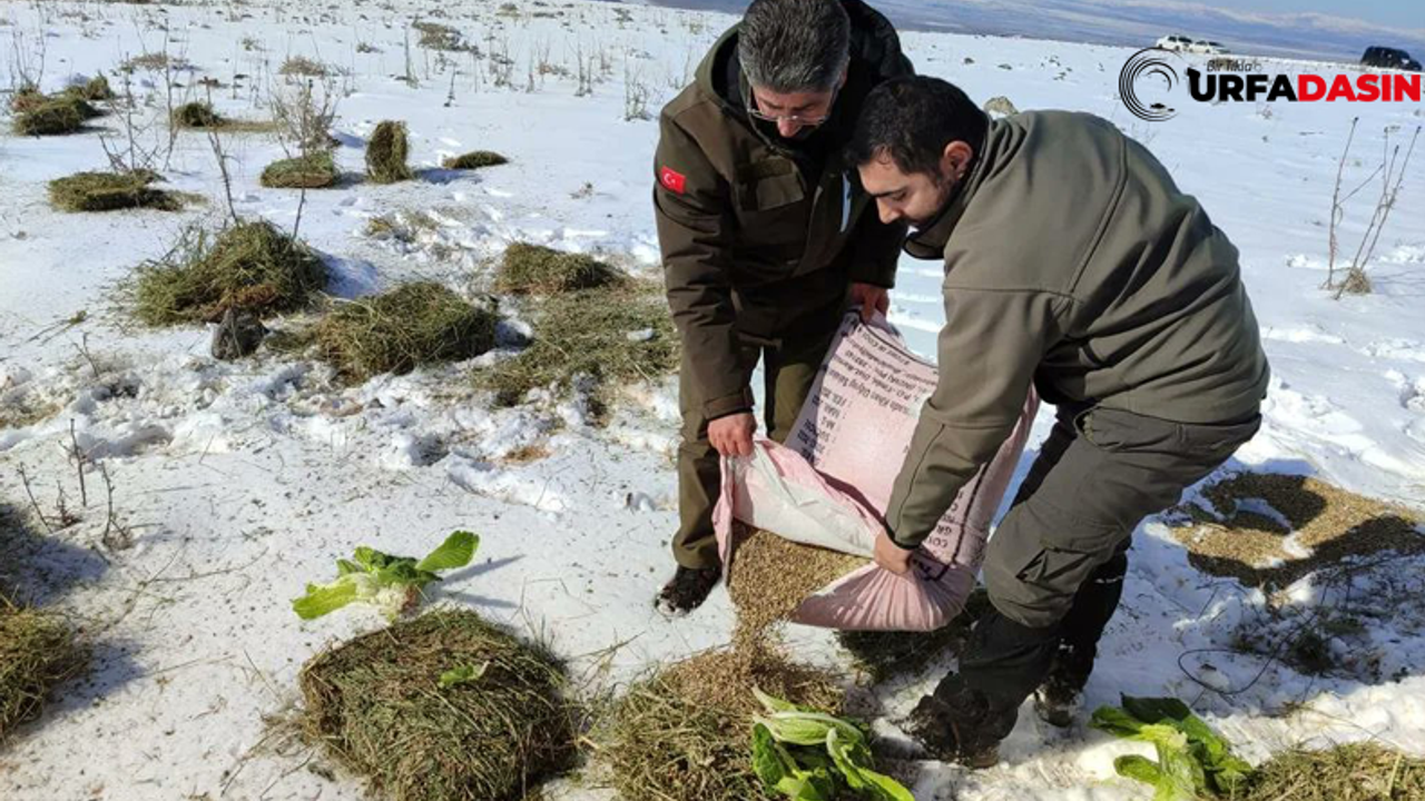 Karacadağ'da yaban hayvanları için doğaya yem bırakıldı