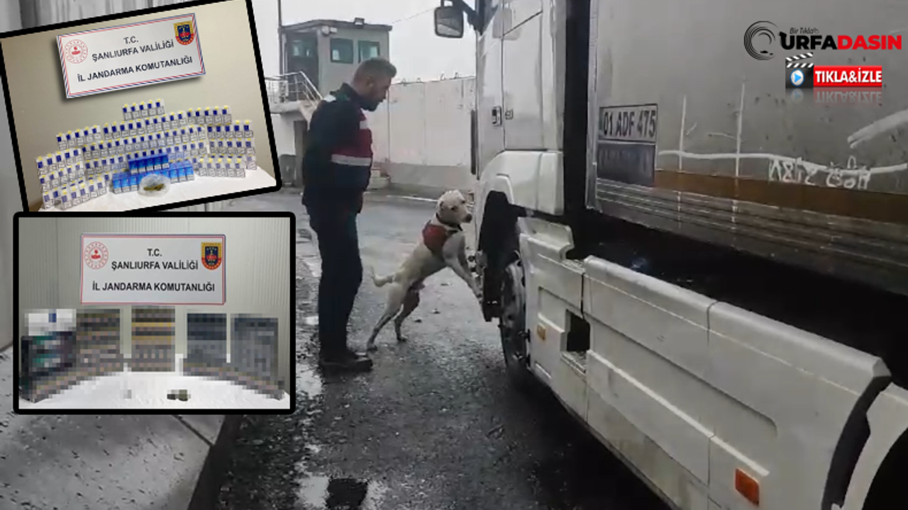 Şanlıurfa'da Jandarmanın Hassas Burunlu Köpeği İle Kaçak Sigara Operasyonu