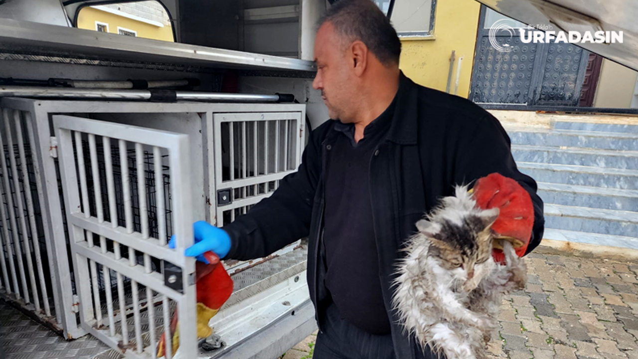 Yaralı Kedinin İmdadına Şanlıurfa Büyükşehrin Hayvan Ambulansı Yetişti