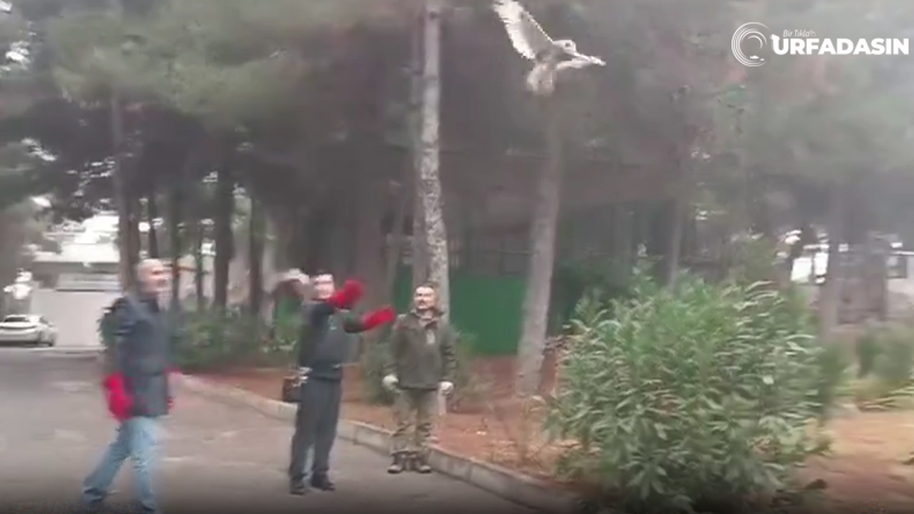 Şanlıurfa'da Kerkenez İle Kulaklı Orman Baykuşu Özgürlüğe Böyle Kanat Çırptı