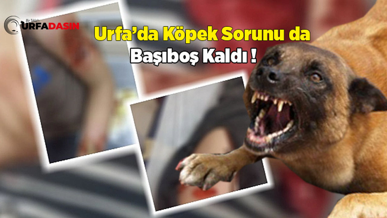 Şanlıurfa'da Başıboş Sokak Köpekleri Dehşet Saçtı!