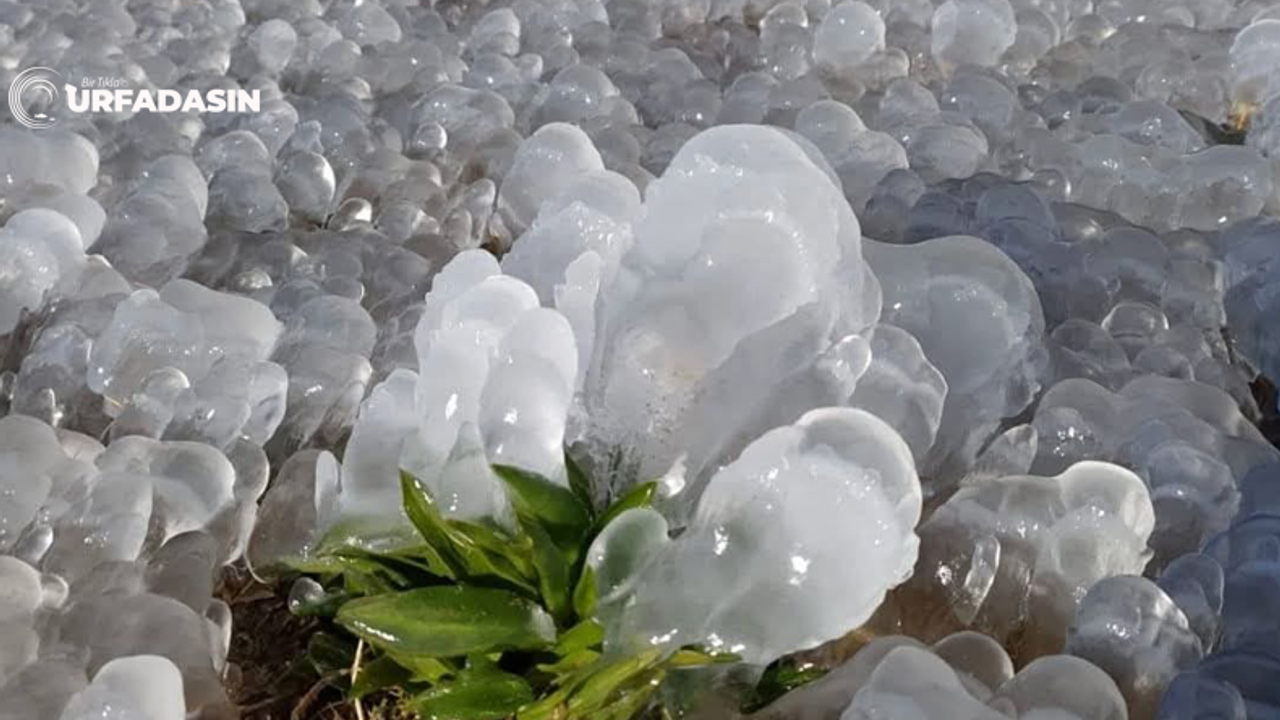 Tarım Sigortası Bulunmayan Tüm Çiftçileri İlgilendiriyor