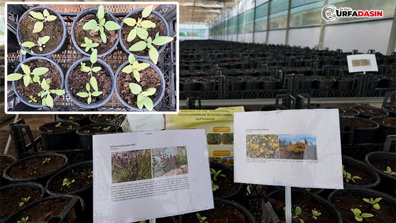 Urfa'da Su Tüketimi ve Bakım Maliyetleri, Kurakçıl Peyzajla Azaltılacak