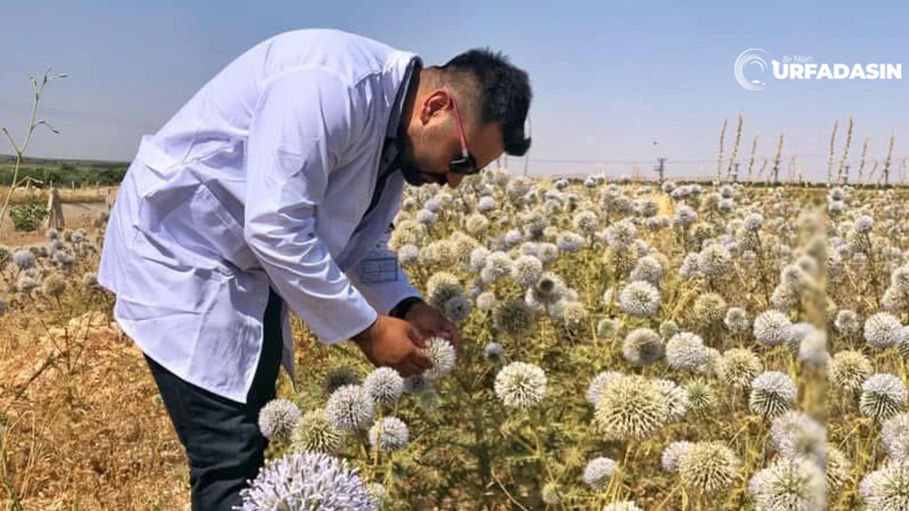 Suruçlu Ziraat Mühendisi Bilgin, Topuz Dikenin Faydalarını Saymakla Bitiremedi
