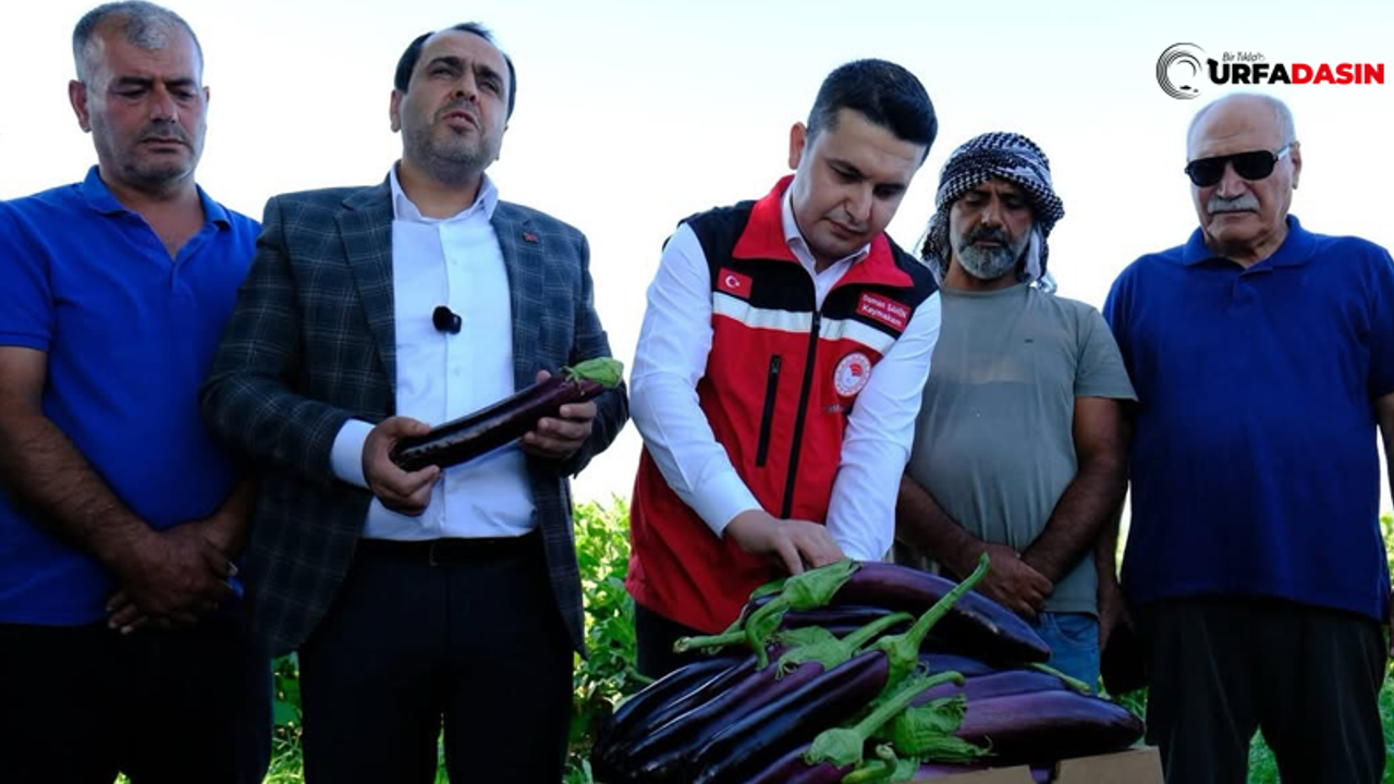 Şanlıurfa Birecik'in Tescilli Patlıcanının Hasadı Bu Yıl 15 Gün Gecikmeli Başladı