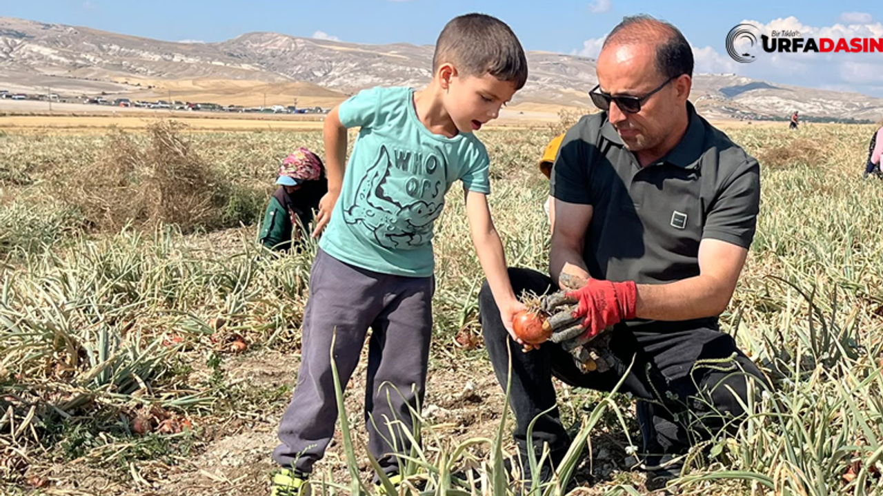 UMMAM Dernek Başkanı Şükrü Kırboğa Mevsimlik Tarım İşçileriyle Soğan Topladı