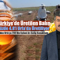 EKONOMİ