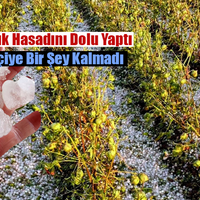 EKONOMİ