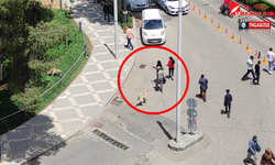 Şanlıurfa'da Sokak Köpekleri Vatandaşlara Saldırdı!