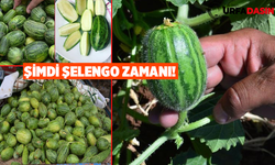 Şanlıurfa'da Şelengo Hasadı Başladı, Ona Viranşehir’in Mangosu da Diyorlar