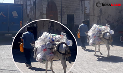 Urfa’da Çekçekle Değil Eşekle de Atık Toplanmaya Başlandı