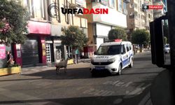 Sahibinden Kaçan İlk  Firar Trafiği Karıştırdı