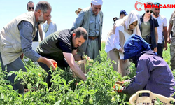 Şanlıurfa Valisi Salih Ayhan Karacadağ’da Domates Topladı