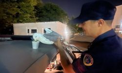 Yaralı Martıya Jandarma Şefkati